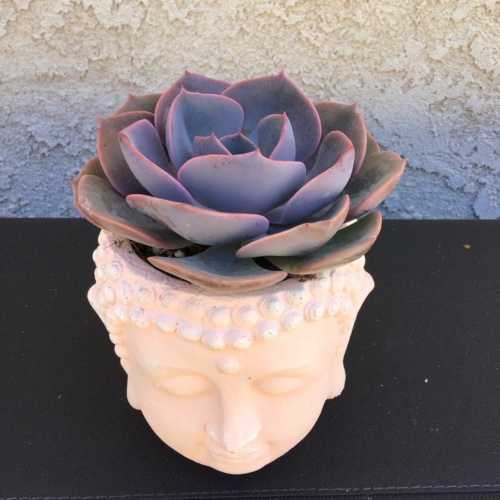 Zen planter + succulent - Picture 2 of 2